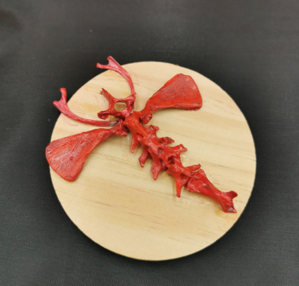 Dragonfly R 34 – Bild 3