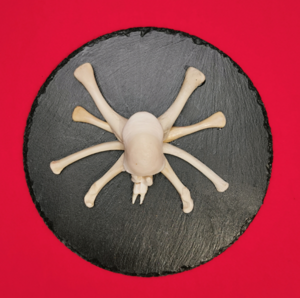 Spinne Hogna R 22