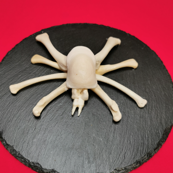 Spinne Hogna R 22 – Bild 2