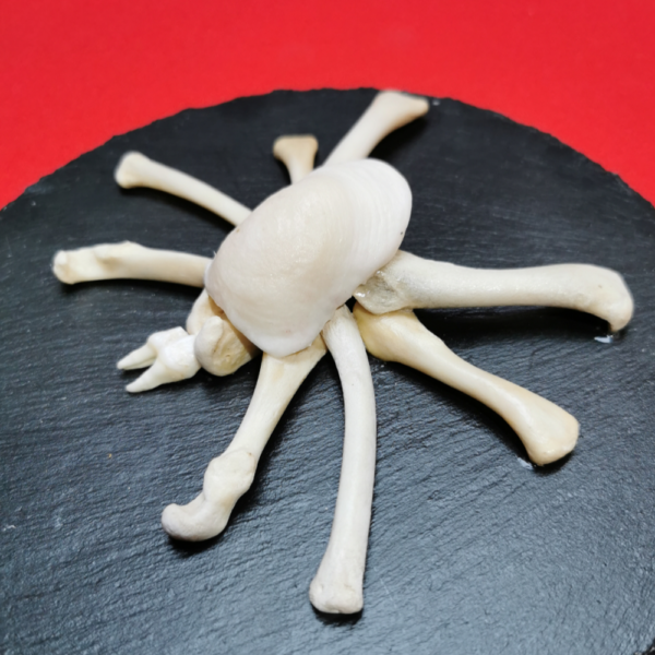 Spinne Hogna R 22 – Bild 3