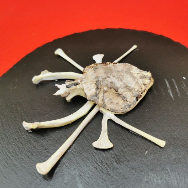 Spinne Atrica R 33 – Bild 2