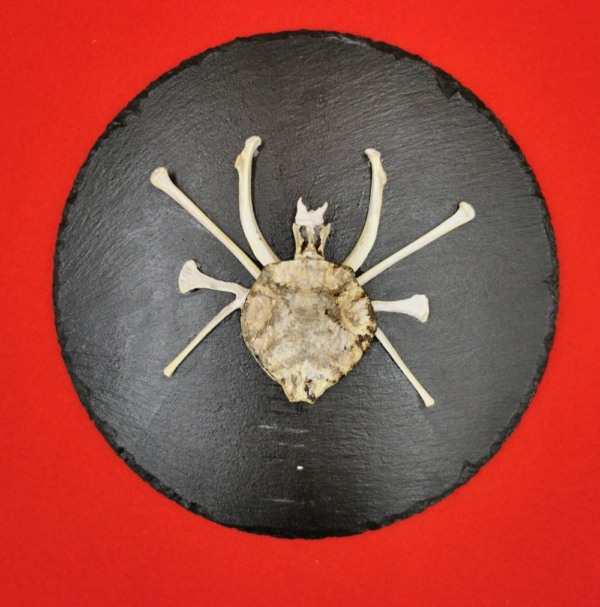Spinne Atrica R 33 – Bild 3