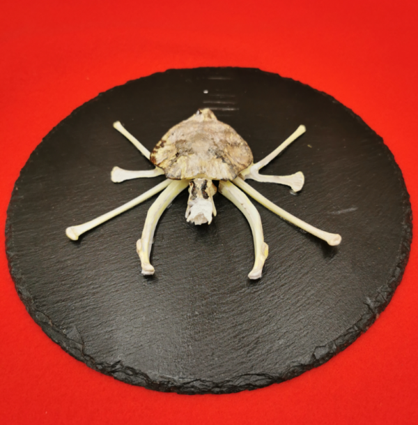 Spinne Atrica R 33