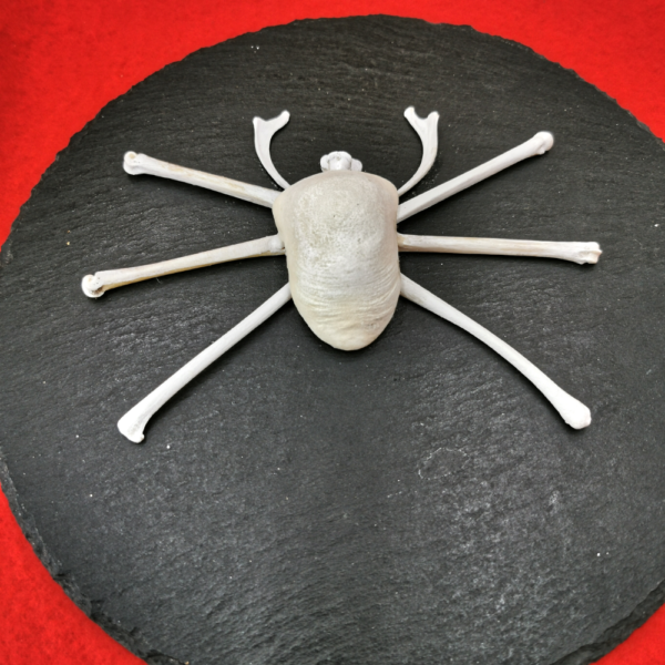 Spinne hell R 45 – Bild 4