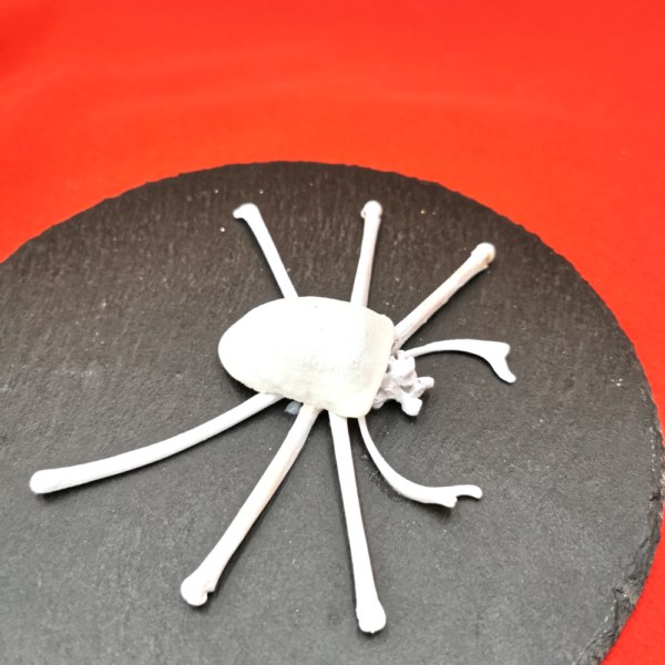 Spinne hell R 45 – Bild 3