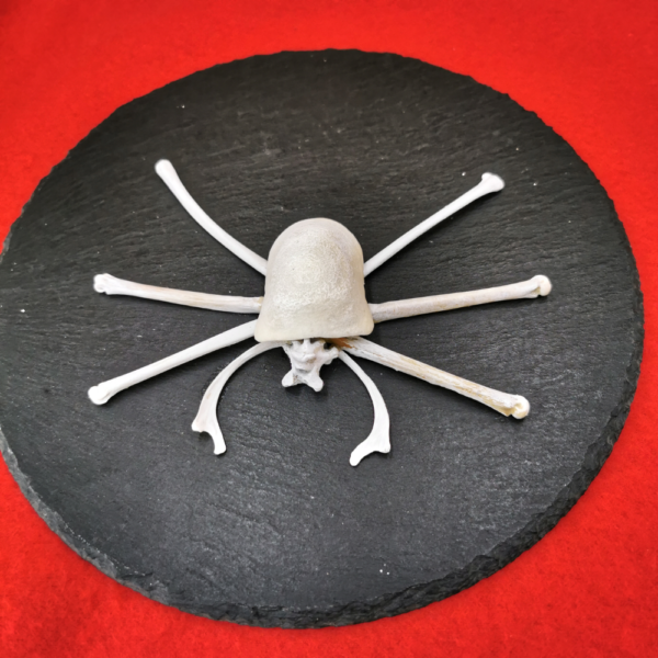 Spinne hell R 45