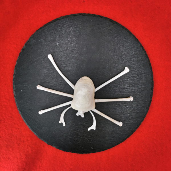 Spinne hell R 45 – Bild 2