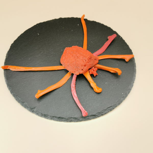 Spinne rote Braut R 44 – Bild 4
