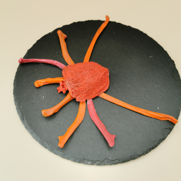 Spinne rote Braut R 44 – Bild 3