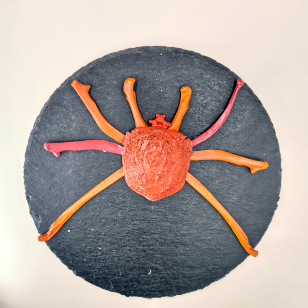 Spinne rote Braut R 44