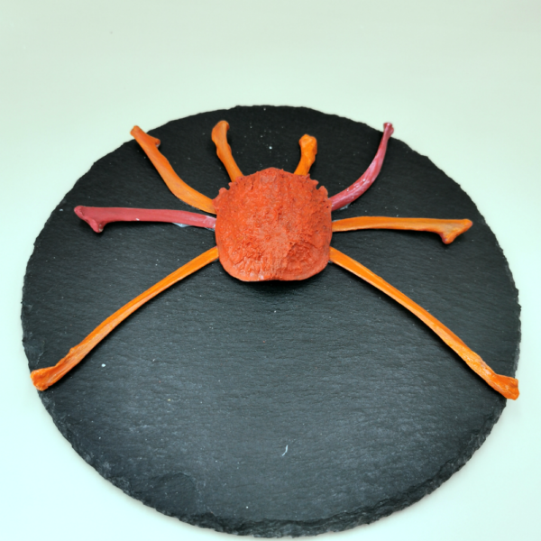 Spinne rote Braut R 44 – Bild 2