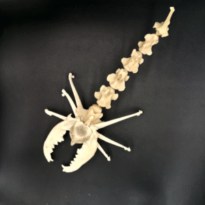 Fabelwesen Skorpion 1