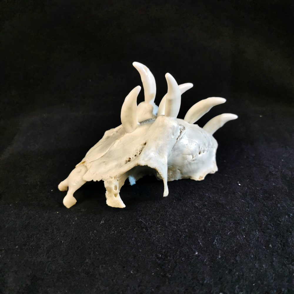 Dragonhead1 Game of dragons – Bild 2