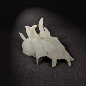 Dragonhead1 Game of dragons