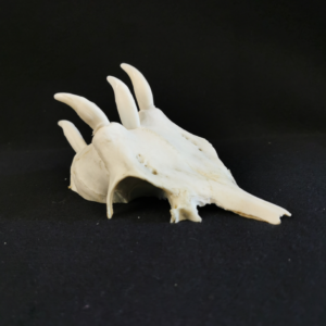 Dragonhead2 Game of dragons