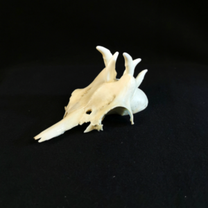 Dragonhead3 Game of dragons