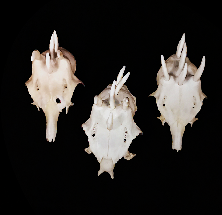 Dragonhead1 Game of dragons – Bild 3