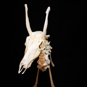 Fahles Pferd Apokalypse