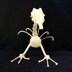 Fabelwesen Paradiesvogel